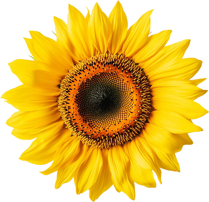 flower 1
