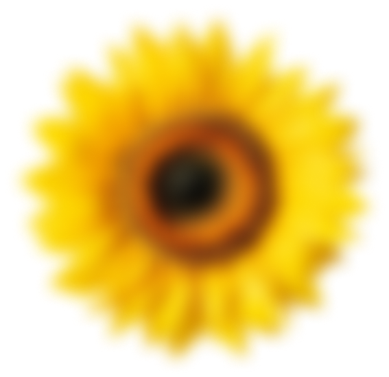 flower 2